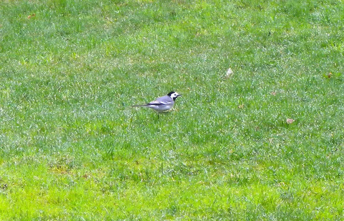 Battuta senza foto 4